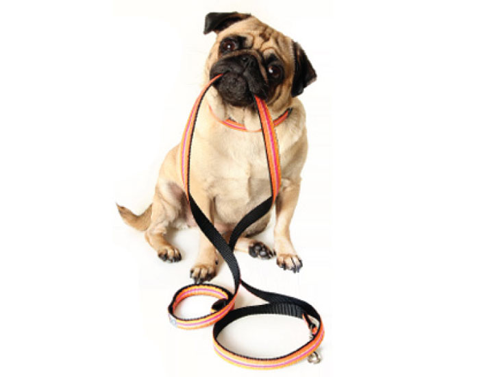 dog grooming handforth, manchester