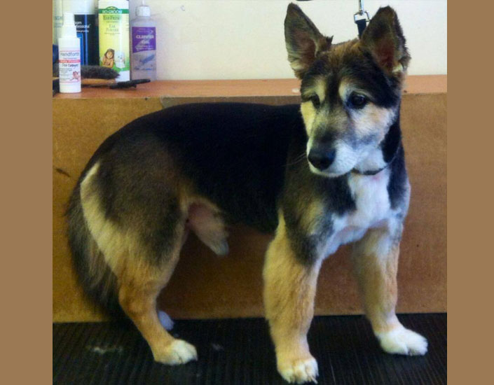 dog grooming handforth, manchester