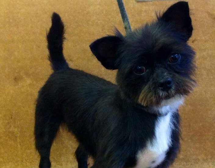 dog grooming handforth, manchester