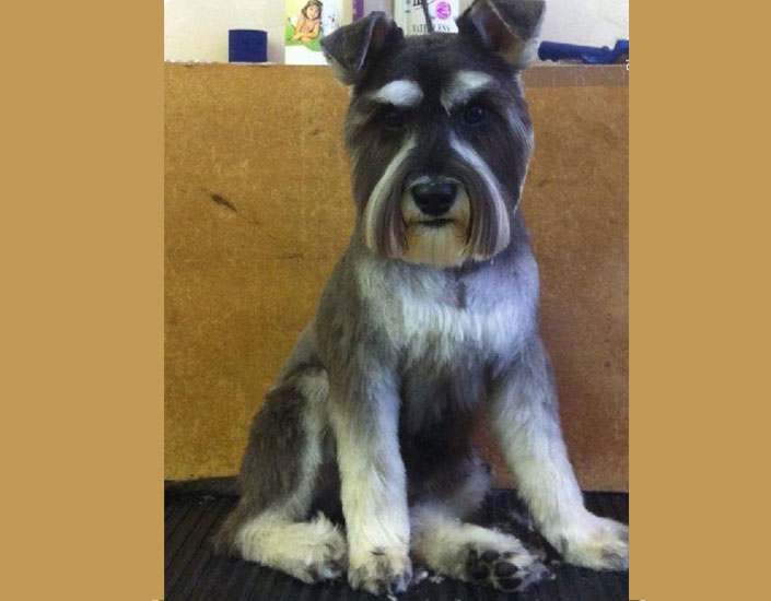 dog grooming handforth, manchester