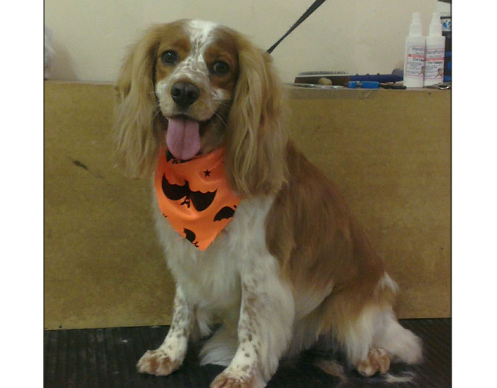 dog grooming handforth, manchester