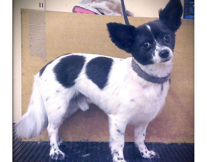 dog grooming handforth, manchester