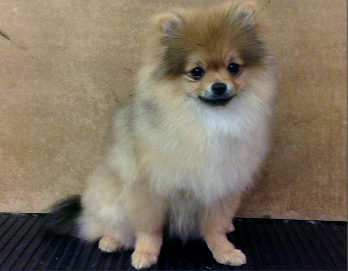 dog grooming handforth, manchester