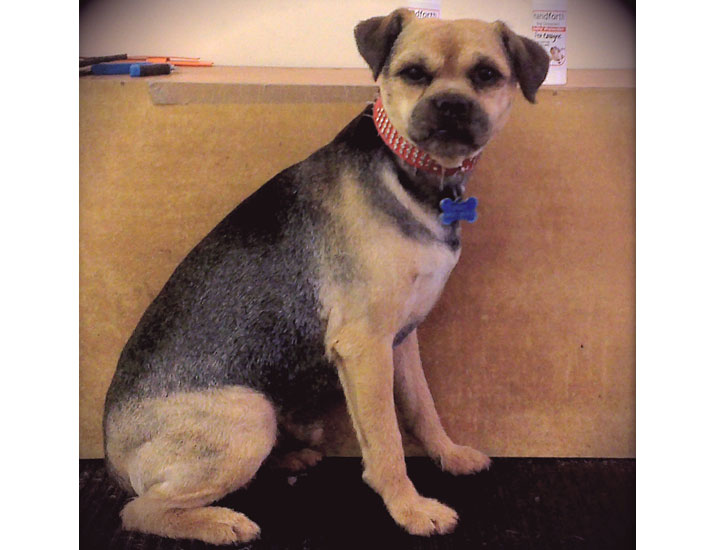 dog grooming handforth, manchester