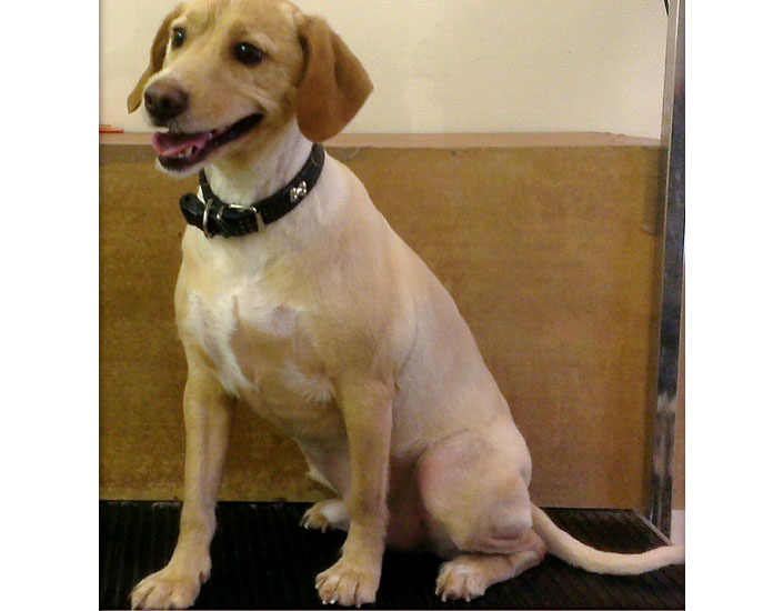 dog grooming handforth, manchester