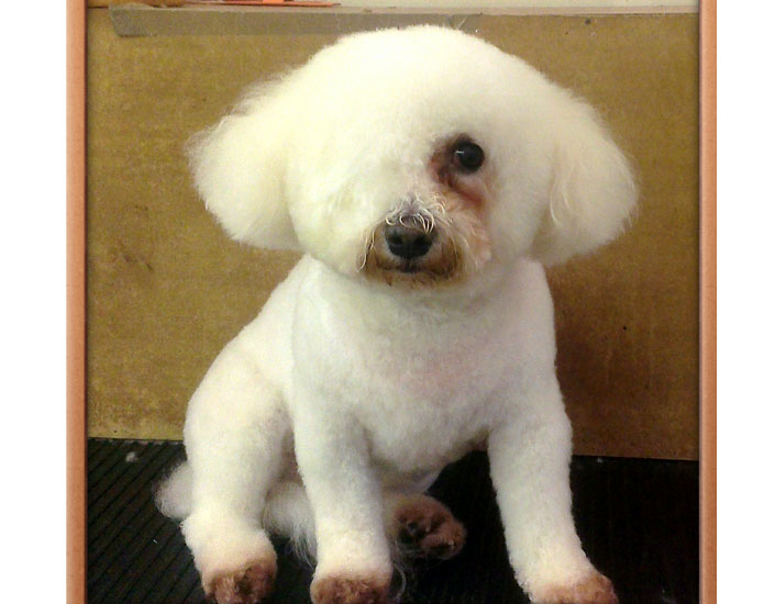 dog grooming handforth, manchester