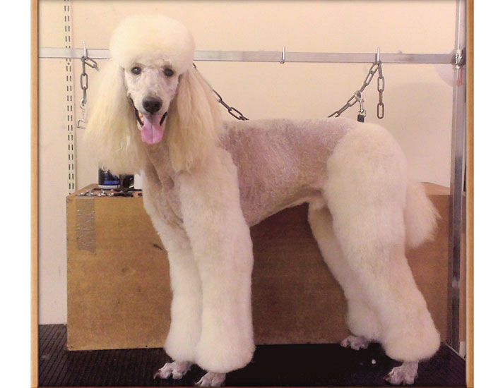 dog grooming handforth, manchester