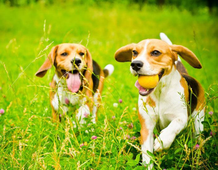 dog grooming handforth, manchester