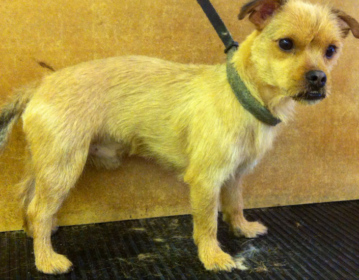 dog grooming handforth, manchester