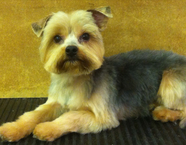 dog grooming handforth, manchester