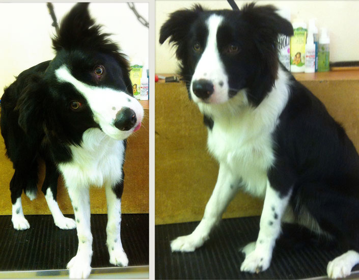 dog grooming handforth, manchester