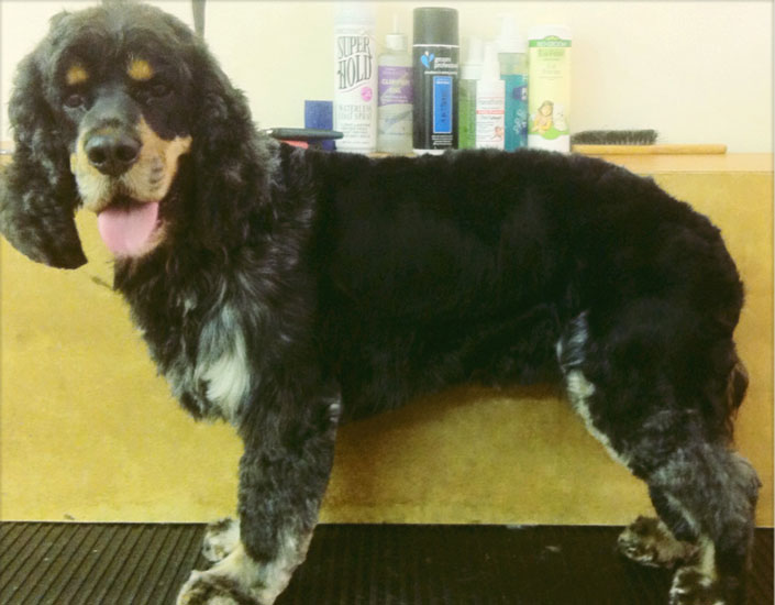 dog grooming handforth, manchester
