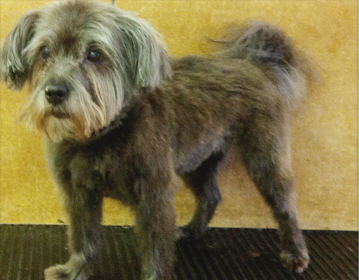 dog grooming handforth, manchester