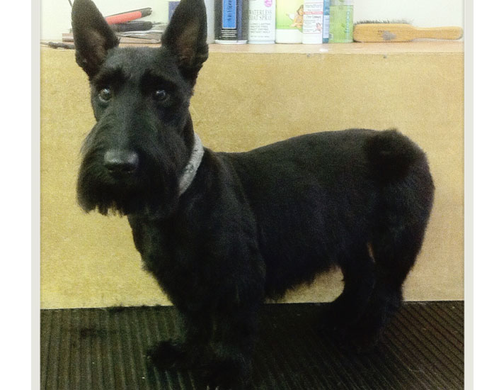 dog grooming handforth, manchester