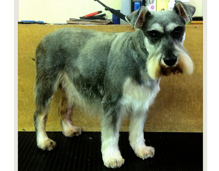 dog grooming handforth, manchester