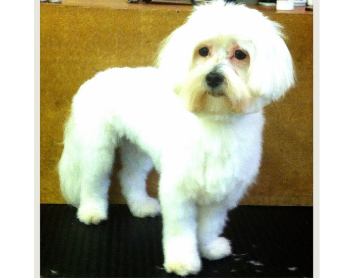 dog grooming handforth, manchester