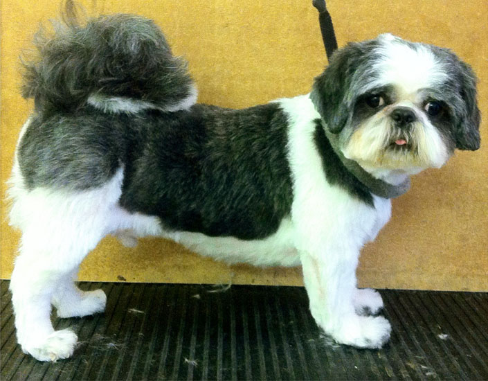 dog grooming handforth, manchester