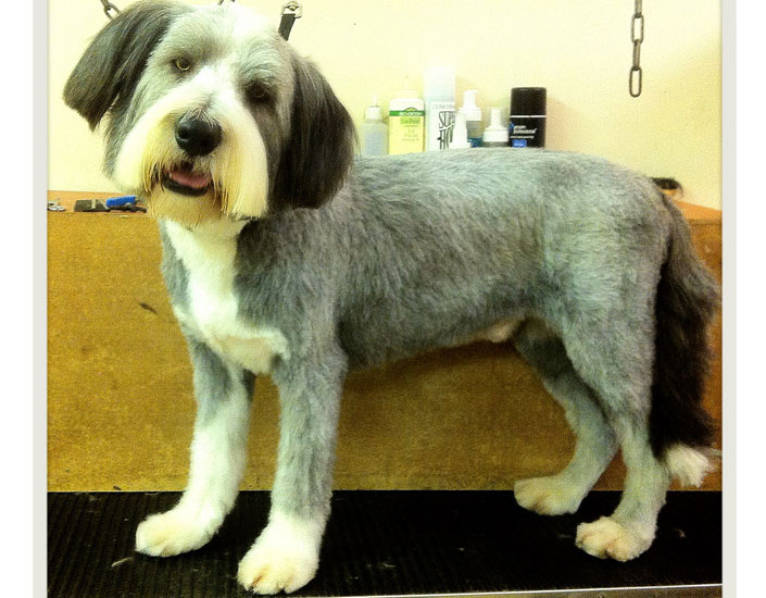 dog grooming handforth, manchester