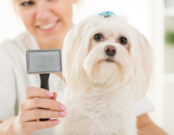 dog grooming handforth, manchester