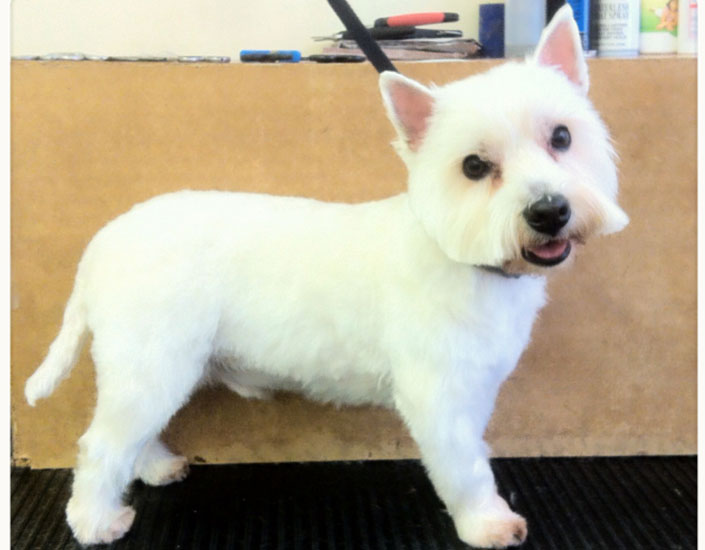 dog grooming handforth, manchester