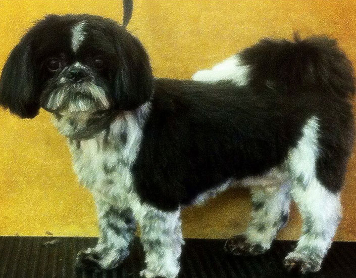 dog grooming handforth, manchester