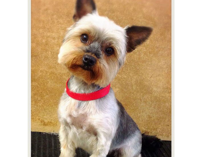 dog grooming handforth, manchester