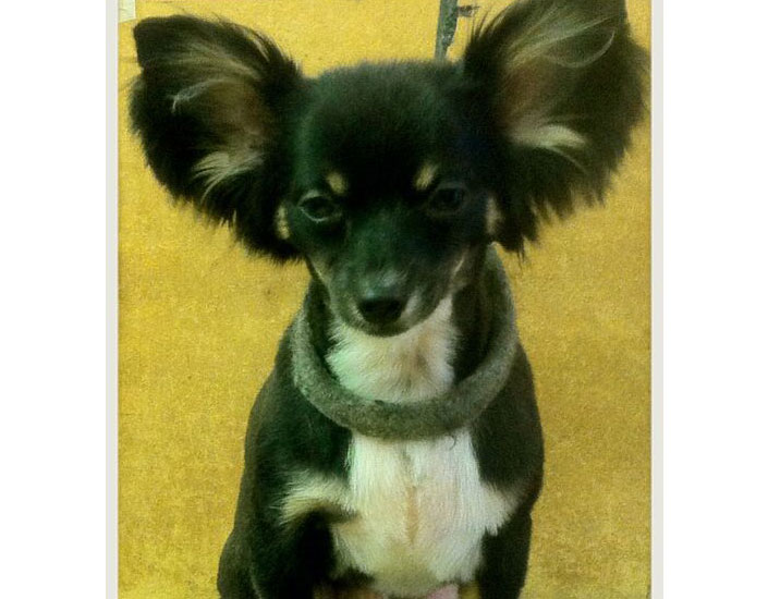 dog grooming handforth, manchester