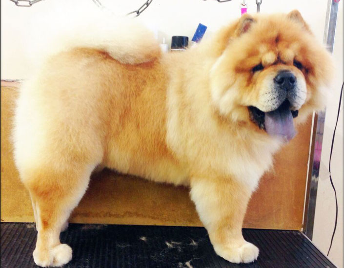 dog grooming handforth, manchester