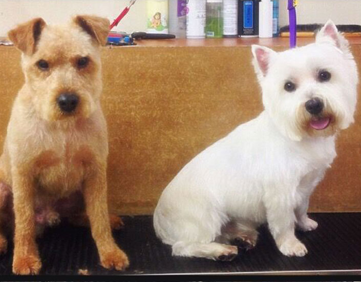 dog grooming handforth, manchester