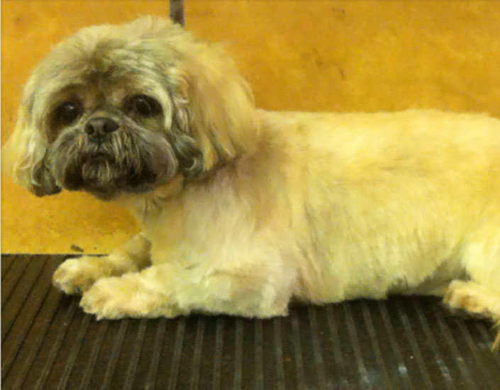 dog grooming handforth, manchester