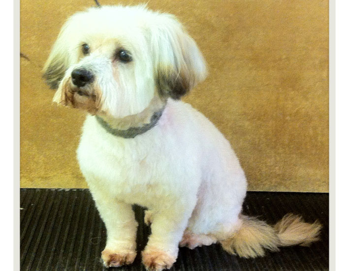 dog grooming handforth, manchester