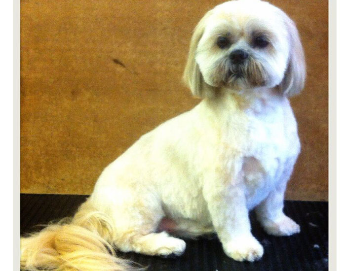 dog grooming handforth, manchester