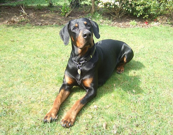 dog grooming handforth, manchester