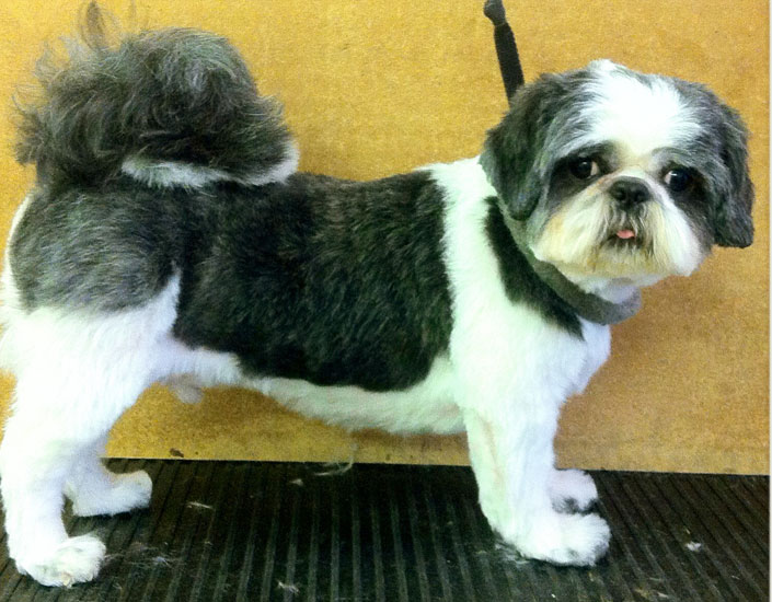 dog grooming handforth, manchester