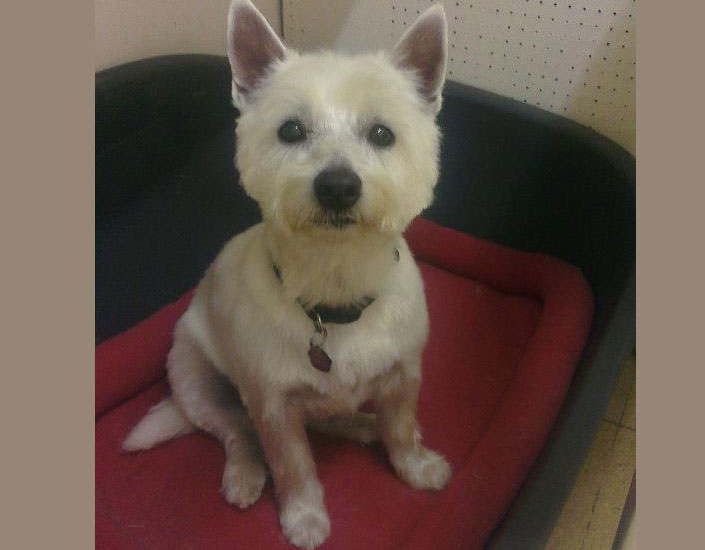 dog grooming handforth, manchester