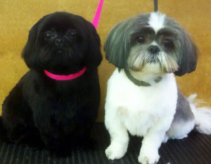 dog grooming handforth, manchester