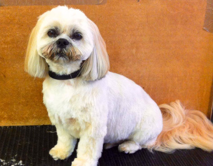 dog grooming handforth, manchester