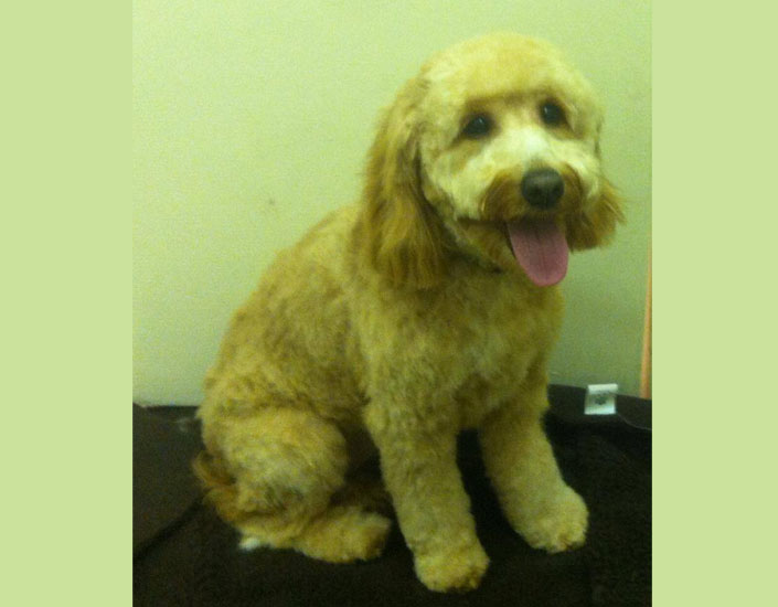 dog grooming handforth, manchester