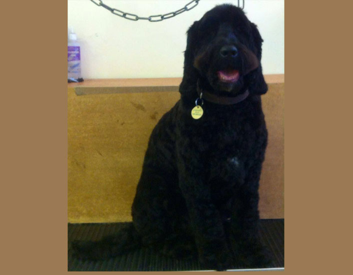 dog grooming handforth, manchester